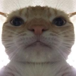 Profile image of TTV-TWITCH8513