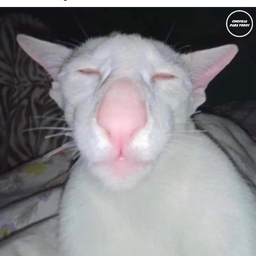 Profile image of Zizou