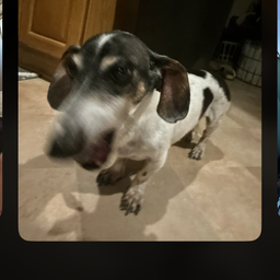 Profile image of 1-800-Fat-Girls