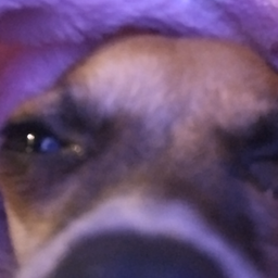 Profile image of Braugss