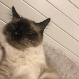 Profile image of Call of duty