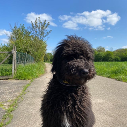 Profile image of vRw0K