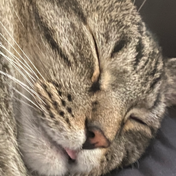 Profile image of Zeus06