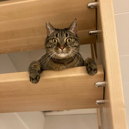 Profile image of Triemi