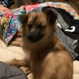 Profile image of HAND_GESTURES