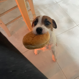 Profile image of Fabio vuggi