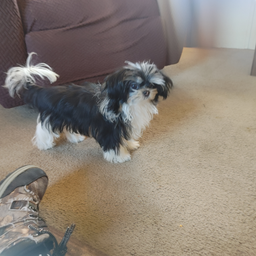 Profile image of Mushy