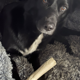 Profile image of TheStereotype