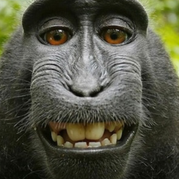 Profile image of Dumb monke