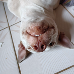 Profile image of KenwayKnight