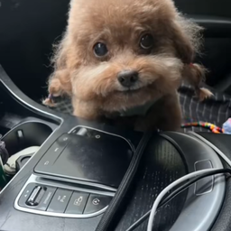 Profile image of Skitlessian